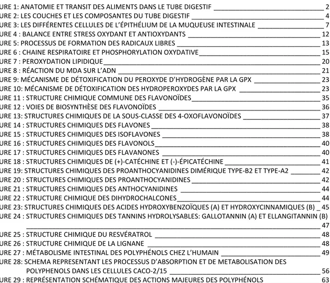 FIGURE 1: ANATOMIE ET TRANSIT DES ALIMENTS DANS LE TUBE DIGESTIF ______________________________ 2 FIGURE 2: LES COUCHES ET LES COMPOSANTES DU TUBE DIGESTIF ____________________________________ 4 FIGURE 3: LES DIFFÉRENTES CELLULES DE L’ÉPITHÉLIUM DE LA MUQUEUSE INTESTINALE __________________ 7 FIGURE 4 : BALANCE ENTRE STRESS OXYDANT ET ANTIOXYDANTS ____________________________________ 12 FIGURE 5: PROCESSUS DE FORMATION DES RADICAUX LIBRES _______________________________________ 13 FIGURE 6 : CHAINE RESPIRATOIRE ET PHOSPHORYLATION OXYDATIVE _________________________________ 15 FIGURE 7 : PEROXYDATION LIPIDIQUE ___________________________________________________________ 20 FIGURE 8 : RÉACTION DU MDA SUR L’ADN _______________________________________________________ 21 FIGURE 9: MÉCANISME DE DÉTOXIFICATION DU PEROXYDE D’HYDROGÈNE PAR LA GPX __________________ 23 FIGURE 10: MÉCANISME DE DÉTOXIFICATION DES HYDROPEROXYDES PAR LA GPX  ______________________ 23 FIGURE 11 : STRUCTURE CHIMIQUE COMMUNE DES FLAVONOÏDES ___________________________________ 35 FIGURE 12 : VOIES DE BIOSYNTHÈSE DES FLAVONOÏDES ____________________________________________ 36 FIGURE 13: STRUCTURES CHIMIQUES DE LA SOUS-CLASSE DES 4-OXOFLAVONOÏDES _____________________ 37 FIGURE 14 : STRUCTURES CHIMIQUES DES FLAVONES ______________________________________________ 38 FIGURE 15 : STRUCTURES CHIMIQUES DES ISOFLAVONES ___________________________________________ 38 FIGURE 16 : STRUCTURES CHIMIQUES DES FLAVONOLS _____________________________________________ 40 FIGURE 17 : STRUCTURES CHIMIQUES DES FLAVANONES  ___________________________________________ 40 FIGURE 18 : STRUCTURES CHIMIQUES DE (+)-CATÉCHINE ET (-)-ÉPICATÉCHINE __________________________ 41 FIGURE 19: STRUCTURES CHIMIQUES DES PROANTHOCYANIDINES DIMÉRIQUE TYPE-B2 ET TYPE-A2 ________ 42 FIGURE 20 : STRUCTURES CHIMIQUES DES PROANTHOCYANIDINES ___________________________________ 42 FIGURE 21 : STRUCTURES CHIMIQUES DES ANTHOCYANIDINES  ______________________________________ 44 FIGURE 22 : STRUCTURE CHIMIQUE DES DIHYDROCHALCONES _______________________________________ 44 FIGURE 23: STRUCTURES CHIMIQUES DES ACIDES HYDROXYBENZOÏQUES (A) ET HYDROXYCINNAMIQUES (B) _ 45 FIGURE 24 : STRUCTURES CHIMIQUES DES TANNINS HYDROLYSABLES: GALLOTANNIN (A) ET ELLANGITANNIN (B)