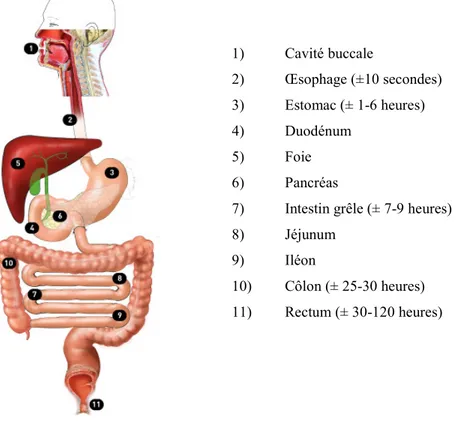 Figure 1: Anatomie et transit des aliments dans le tube digestif  