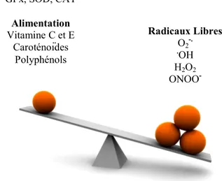 Figure 4 : Balance entre stress oxydant et antioxydants 
