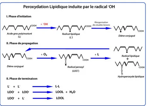 Figure 7 : Peroxydation lipidique 