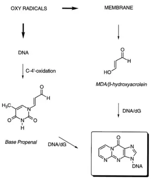 Figure 8 : Réaction du MDA sur l’ADN 