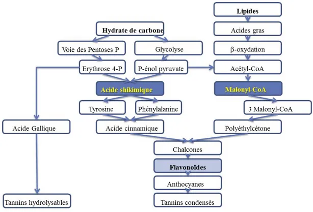 Figure 12 : Voies de biosynthèse des flavonoïdes  