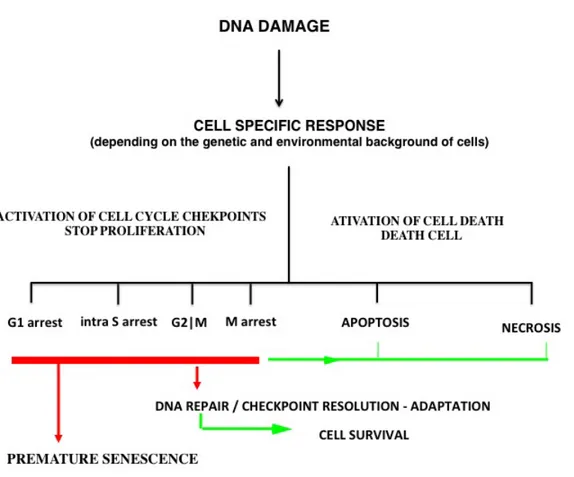 Figure 1: Schematic view of cellular response and fate after DNA damage (adapted  from Wang et al., 2011  43 )
