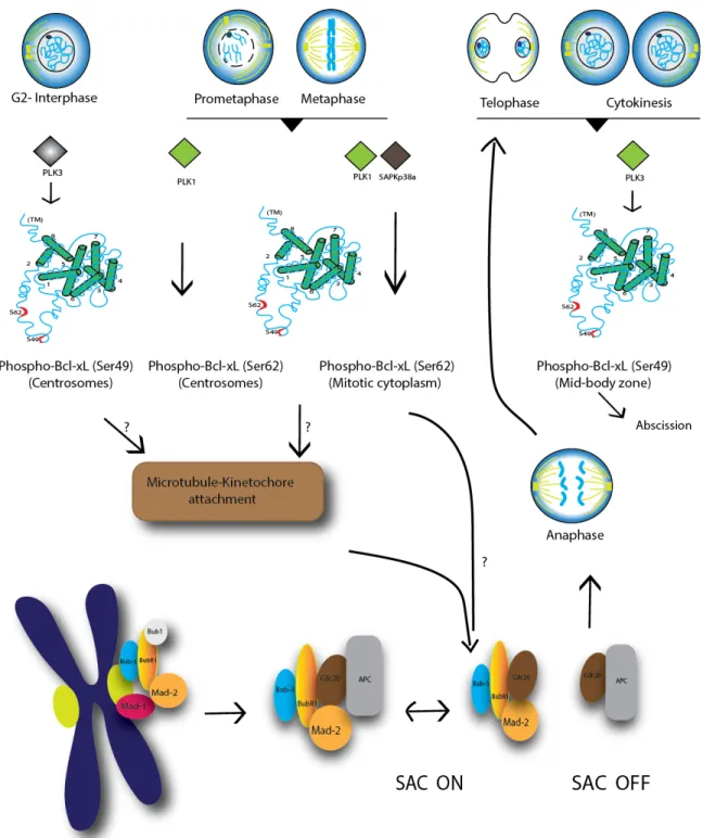 Figure  4:    Schematic  representation  of  Bcl-xL  phosphorylation  during  the  progression  of  mitosis