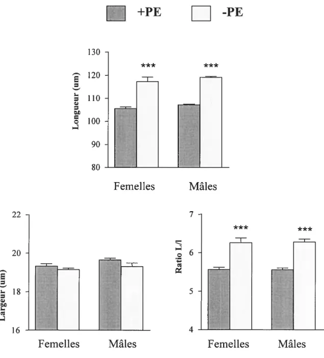 Figure 7. Effet de l’alimentation sur la morphologie des cardiomyocytes des mâles et femelles WKY âgés de 6 semaines.