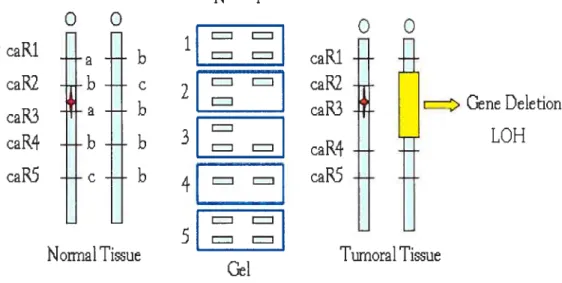 Figure 5: LOH cctusing TSG inactivation.