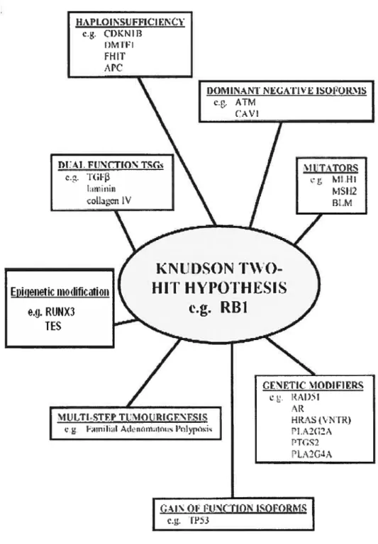 figure 8: Alternative mechanisms causing the inactivation oftumour suppressor