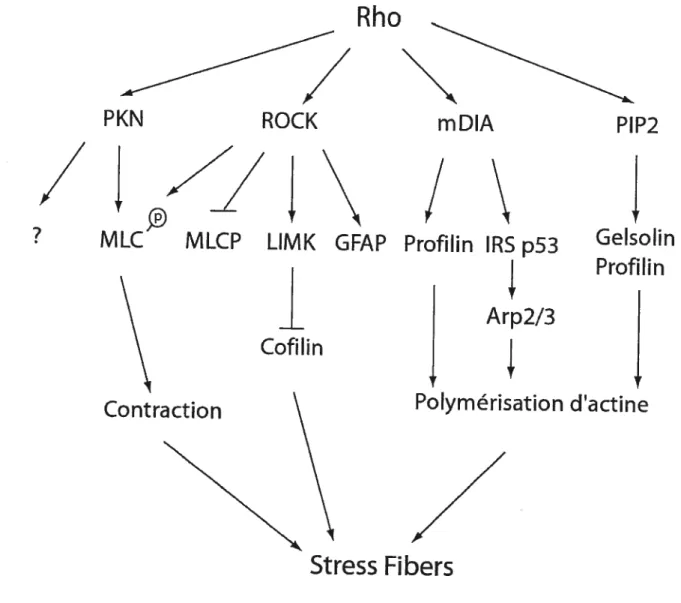 Figure 2 Régulation de l’actine par Rho