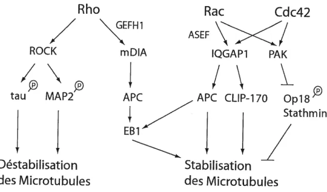 Figure 3 Régulation des microtubules par Rho