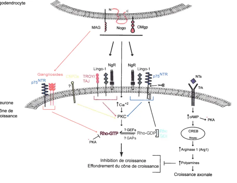 Figure 7 Signalisation des protéines inhibitrices de croissance et la myéline et des C$PGs
