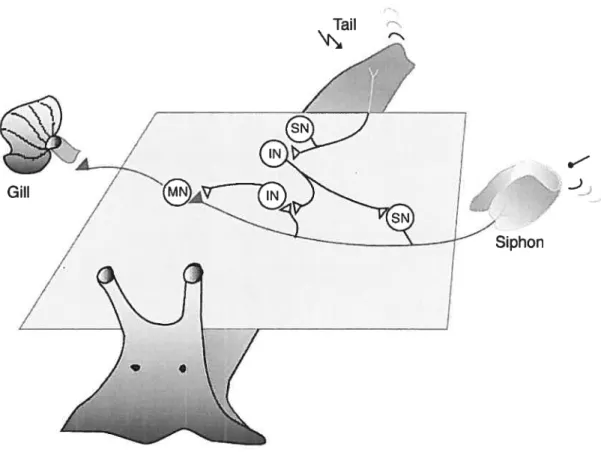 Fig. 3. A highly simplified scheme of a fragment of the circuit that subserves the GSW reflex