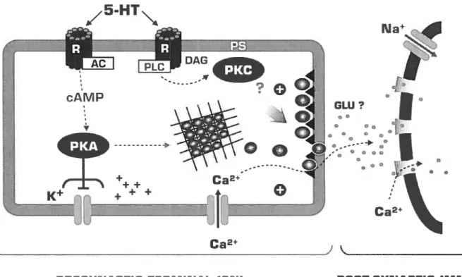 fig. 5. In Aplysia, the effect of the facilitating neurotransmitter serotonin (5-HT) on sensorimotor ($M) synapses is mediated tbrough multiple kinase pathways that become involved at different times according to the state of the neurons