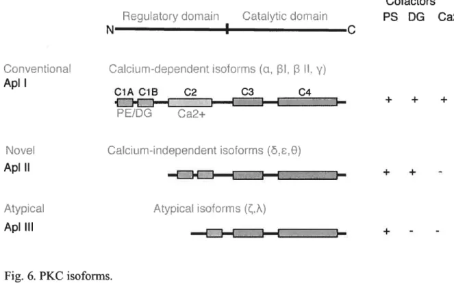 Fig. 6. PKC isoforms.
