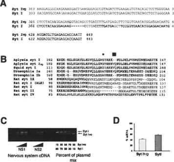 Figure 1. Cloning of a novai spliced isoform of Syt I. A, Nucleotide sequence of two clones amplified from a nervous system library showing the insertion of six amino acids
