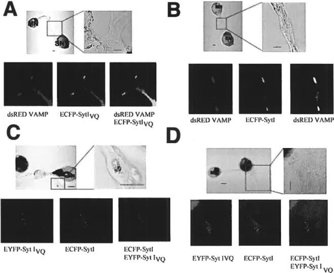 Figure 2. Localization of Syt land Syt 100 in sensory neorons. Plasmids encoding DsRed-labeled Aplysia VAMP and ECFP-Iabeled Syt 1M) or DsRed-Iabeld Aplysia VAMP and ECFP-labeled Syt