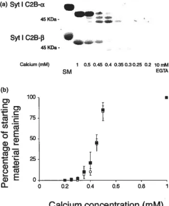 Fig. 4 Calcium dose—response experiments. fa) Soluble forms 0f the cytoplasmic domains 0f Syt I C2B-Œ and Syt I C2B-f3 wete generated by factor Xa cleavage of GST-fusion proteins and subjected to limited proteolysis in the ptesence 0f different levels 0f c