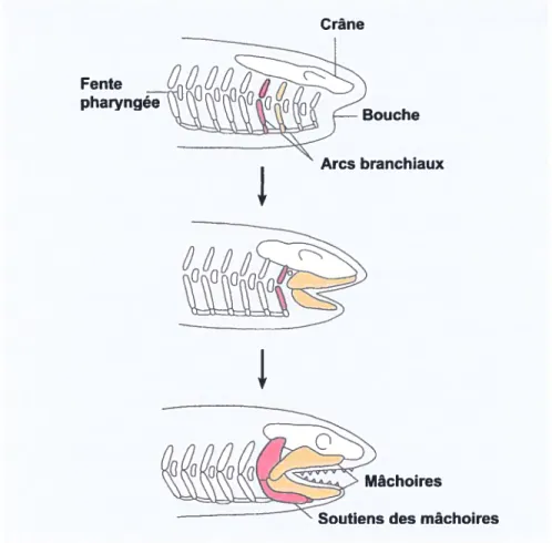 figure 2. Évolution des mâchoires chez les vertébrés. La mâchoire provient de la transformation de deux paires d’arcs branchiaux situés entre les fentes branchiales (en jaune sur le graphique)