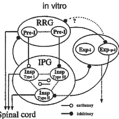Figure 3. Modèle d’interactions entre les différents types neuronaux permettant la genèse de la respiration