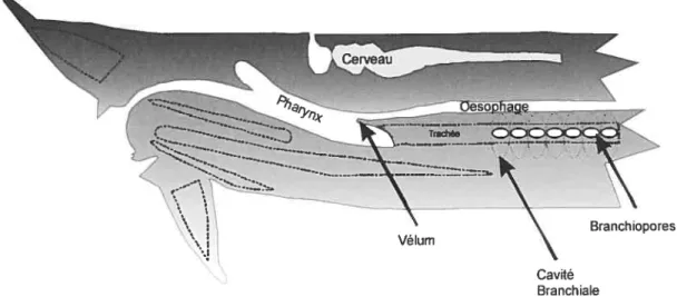 figure 7. Principales structures impliquées dans la respiration chez la lamproie. Le vélum n’est présent qu’au stade développemental de la larve alors que la respiration est obligatoirement uni-directionnelle