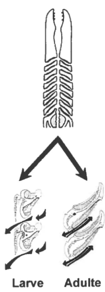 Figure 8. Respiration uni- ou bidirectionnelle observée chez la larve et chez la lamproie adulte