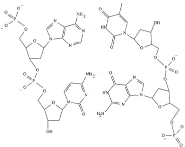 Figure 1.1. Double stranded DNA. The left strand. consisting of A (top) and C (bot tom), forms hydrogen bonds (dotted lines) with an anti-paraUel strand
