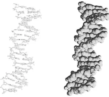 Figure 1.2. Structure of DNA (PDB code 1D66) in ‘stick” (left) and “spacefiuing” (right) representations