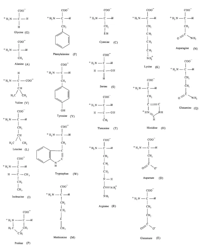 Figure 1.3. Chernical structure of the tweut arnillo acids (with siugle letter ahbrevi ations)