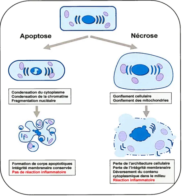 Figure 3. Apoptose vs nécrose cellulaire