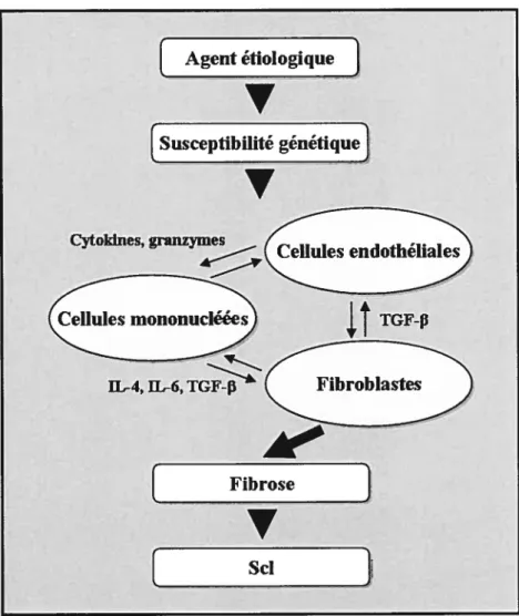 Figure 4. Résumé de la pathogénèse de la sclérose systémique