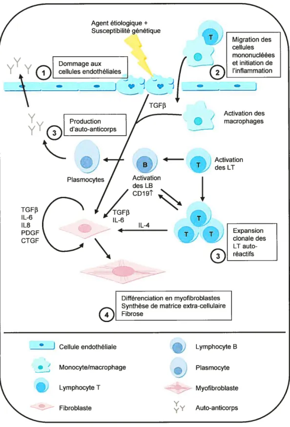 figure 5. Modèle de la pathogénèse de la sclérose systémique