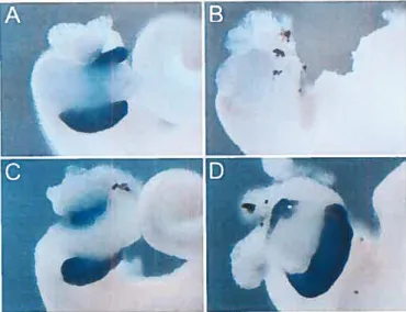 Figure 3.8 Mouse Pifla rescues the Pffla-morpholino induced phenotype. (A) Control whole gut showing elastase expression in the pancreas