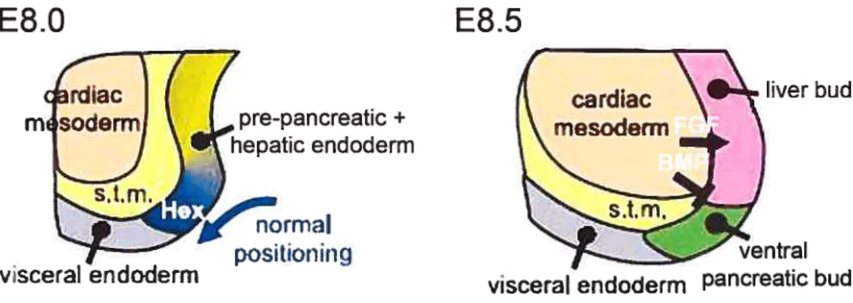 Figure 1.4 Early development of the ventral pancreatic bud in mice. At E8.0, Hex maintains the definitive endodermal ceils in a proliferation state which Iead to positioning them beyond the catdiac mesoderm