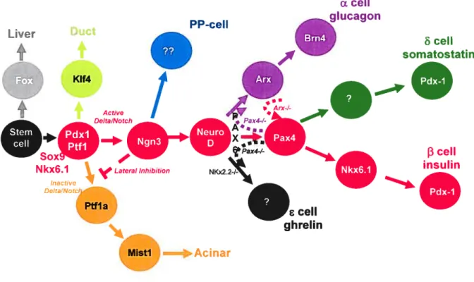 Figure 1.5 Transcription factors in pancreas development. Hierarchy cf transcription factors in the developing pancreas showing the relationships among the various transcription factors