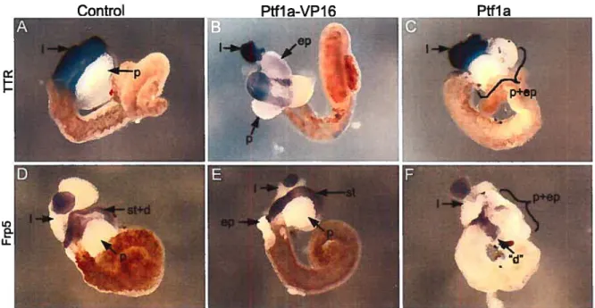 Figure 3.2 Effects of transgenïc overexpression of Ptfla-VPI6 and Pifla on liver, stomach and duodenum