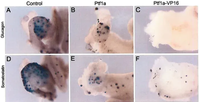 Figure 3.5 Development cf glucagon and somatostatin expressing ceils in Pifla and Pifla