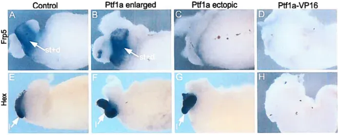 Figure 3.6 Effects 0f Pifla and Pffla-VPI6 mRNA overexpression on organogenesïs 0f Iïver,