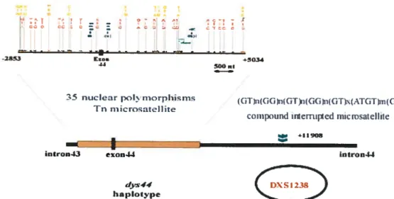 figure 3 Localisation des séquences dvs4i et DXS1238 sur le chromosome X
