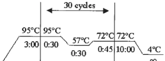 Figure 5 Conditions requises pour la réaction de séquence du microsatelÏite.