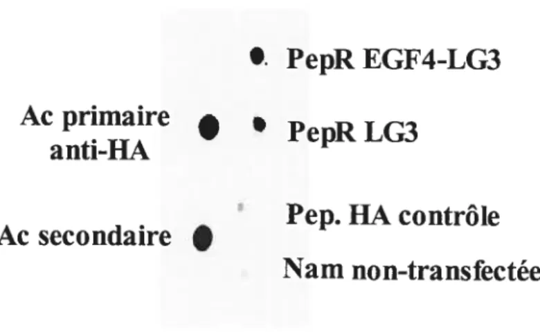 Figure 8. Les cellules Namaiwas transfectées expriment les peptides recombinants