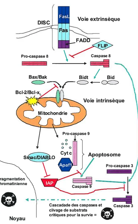 Figure 2. Schéma de la voie intrinsèque mitochondriale et de la voie extrinsèque de l’apoptose