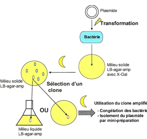 Figure 6. Schéma récapitulatif des étapes de clonage