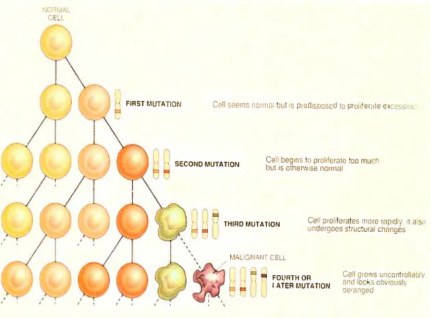 Figure 1. Caractère multi-étapes du cancer.