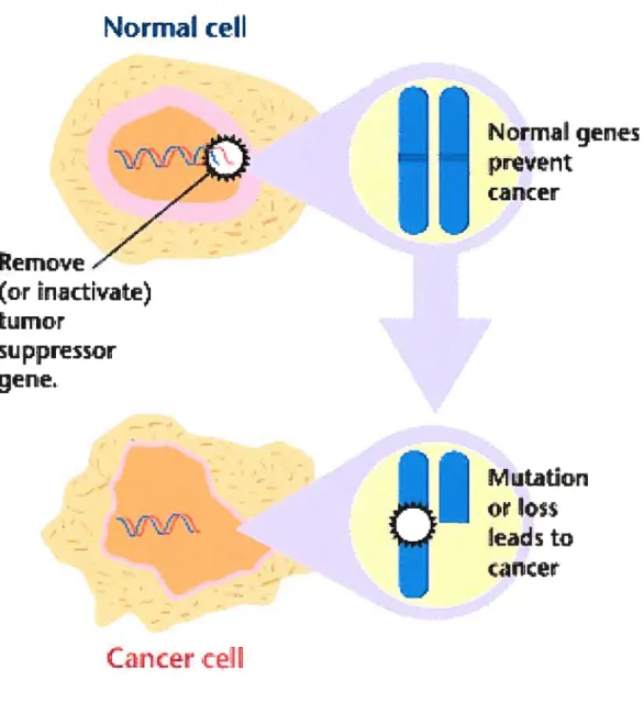 Figure 3. Inactivation d’un gène suppresseur de tumeur (GST).
