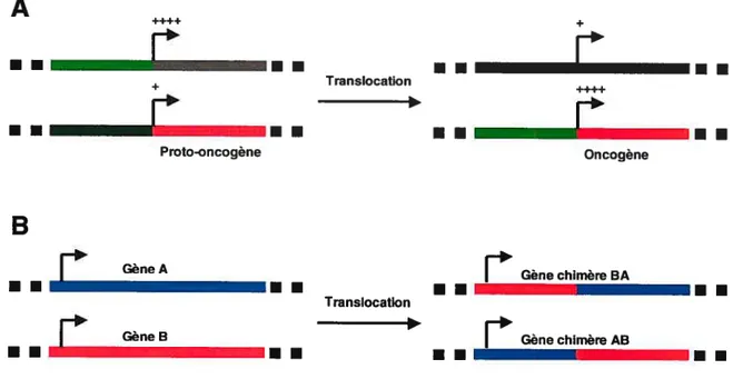 Figure 6. Mécanismes d’activation oncogénique par translocation.