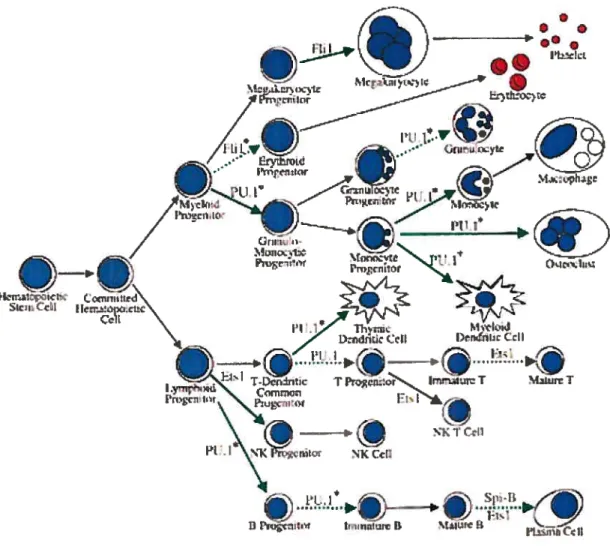 Figure 9. Facteurs de transcription de la famille ETS impliqués dans la