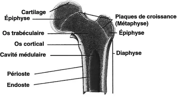 Figure 1-1. Représentation schématique d’un os long, ici le fémur.