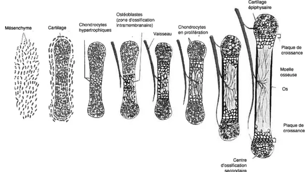 Figure 1-4. L’ossification endochondrale.
