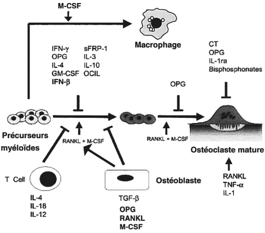 Figure 1-8. Facteurs impliqués dans la différenciation et l’activation des ostéoclastes.