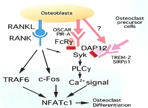 figure 1-9. Coopération entre les signaux induits par RANKL et les protéines à domaine ITAM afin d’induire la différenciation des ostéoclastes.