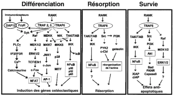 Figure 1-11. Voies de signalisation activées par RANK dans les ostéoclastes et les réponses cellulaires associées à chacune de ces voies.